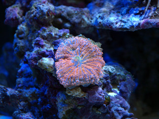 バブルディスク