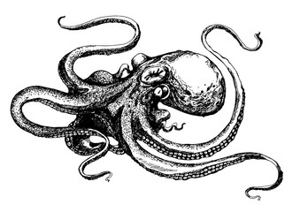 octopus hand drawn illustration in a white background