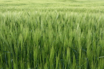 Green wheat field fresh backgound