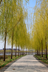 Fototapeta na wymiar willow tree by river road in the spring
