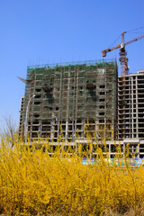 Unfinished buildings and forsythia flowers blooming