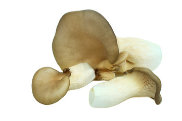 Fresh autumn oyster mushrooms
