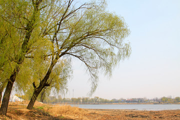 Fototapeta na wymiar Willow by the river, natural scenery