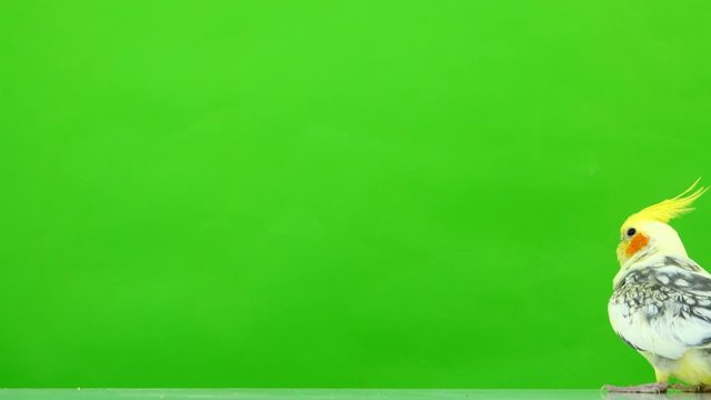 Corella parrot moves along the screen on a green screen
