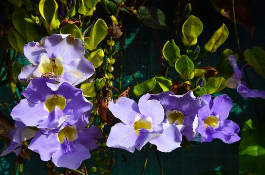 Fototapeta Beautiful blue Thunbergia grandiflora  flowers in tropical garden of Tenerife,Canary Islands,Spain.Bengal trumpet, Blue sky vine flower,Clockvine.Selective focus.