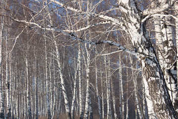 birch winter forest