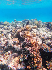 coral reef in egypt