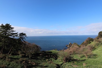 Fototapeta premium 越前海岸の越前水仙