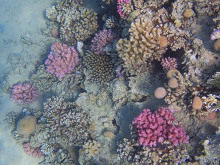 coral reef in egypt
