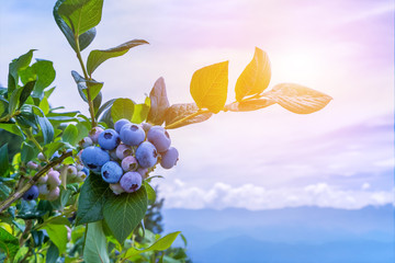 Sun's rays shine through leaves and ripe blueberries on the plantation.