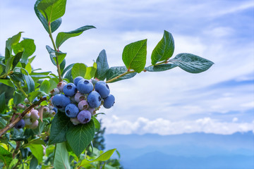 Ripe blueberries with mountains and blue sky in background.