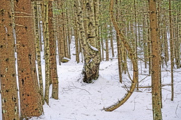 Las zaokrąglone drzewo