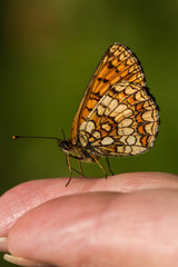 Wachtelweizen Scheckenfalter