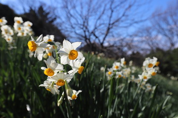 越前海岸の越前水仙
