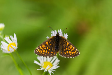 Wachtelweizen Scheckenfalter