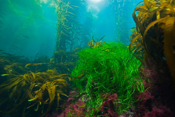 Colourful Giant Kelp plants seascape with sun in the background in cold water