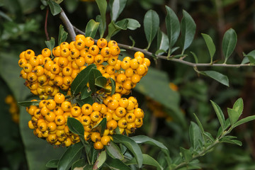 Früchte des Feuerdorns, Pyracantha