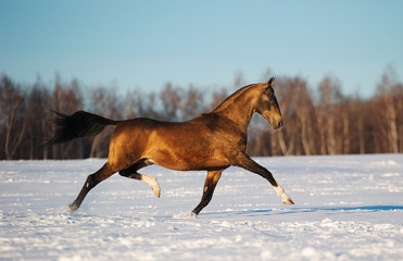 Buckskin akhal teke stallion runs in trot over the snowy winter fiels, side view.