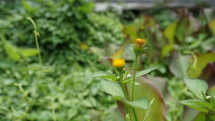 green tomatoes in the garden