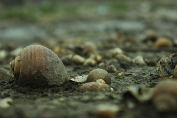 stone
