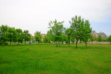 Fototapeta na wymiar grass and trees in the park