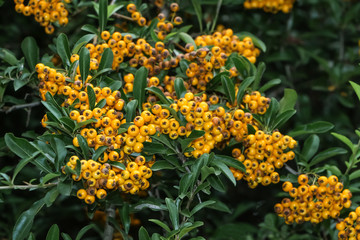 Früchte des Feuerdorns, Pyracantha