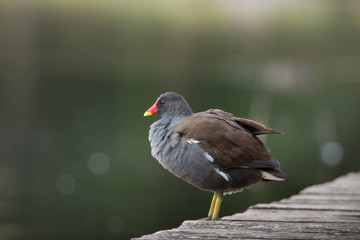 Teichhuhn bei der Gefiederpflege