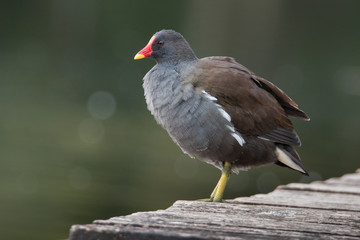 Teichhuhn bei der Gefiederpflege