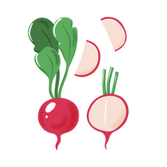 Whole, half and sliced garden radish with green leaves, textured vector illustration isolated on white background. Set of whole and cut radish with texture, grunge effect