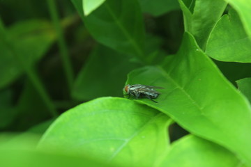 nature