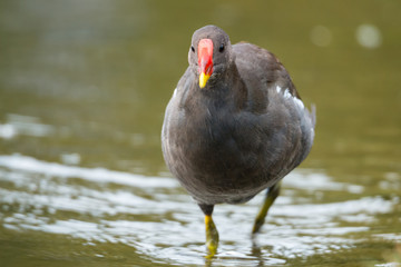 Teichhuhn bei der Gefiederpflege