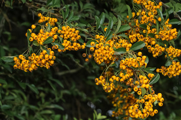 Früchte des Feuerdorns, Pyracantha