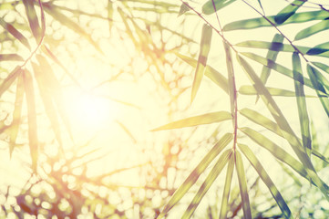 Bamboos Forest or bamboo foliage with sunlight