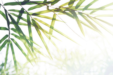 Bamboos Forest or bamboo foliage and sunlight and space for text