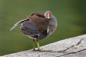 Teichhuhn bei der Gefiederpflege