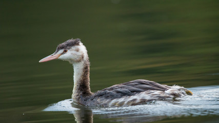 Haubentaucher (Padiceps cristatus)