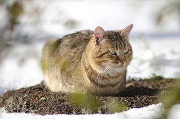 tabby cat sitting in the snow