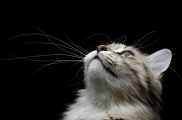 cute cat looking up portrait on black