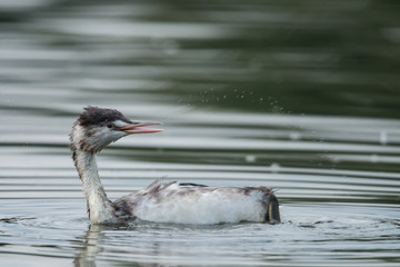 Haubentaucher (Padiceps cristatus)