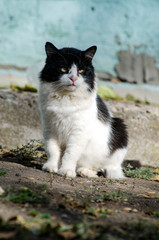 black and white stray cat sitting