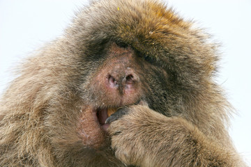 Barbary ape chews on some food,  Gibraltar, UK