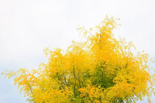 Chinese Scholar Tree Branches