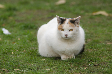 Naklejka na ściany i meble fat cat on the grass