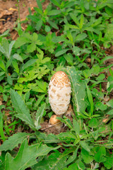 Mushrooms and weeds in the wild