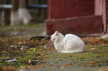 white stray street cat dozing