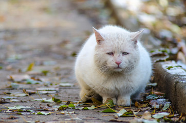 sad street homeless cat, portrait of an old cat - 243290584