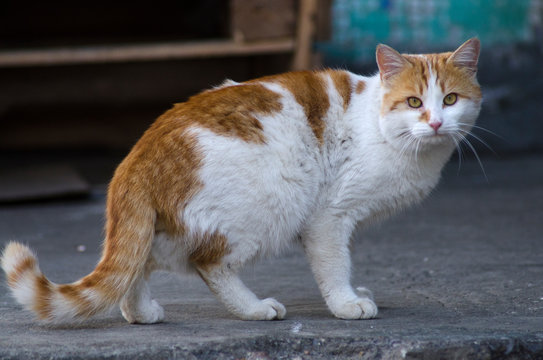 striped street homeless cat