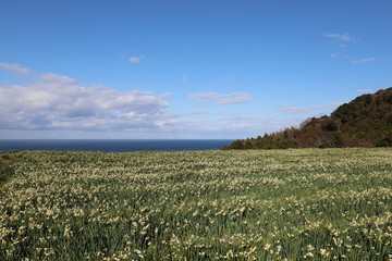 越前海岸の越前水仙