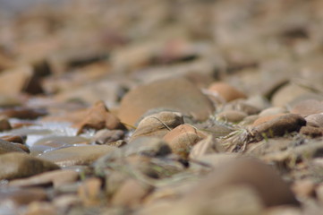 ants on leaf