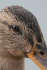 Stockentenauge und Schnabel